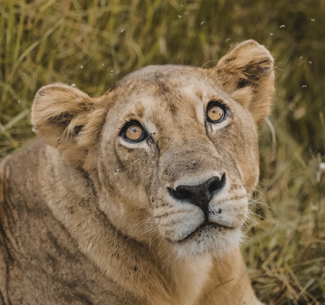 800x600 tanzanie les nouvelles aventurières voyage femme groupe